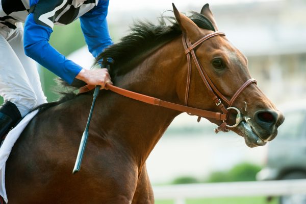 hyperbaric oxygen therapy for horses