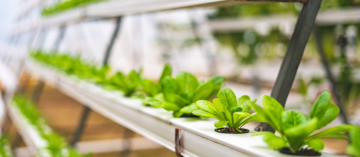 Image for Implementing Carbon Dioxide Enrichment in Hydroponics Growing