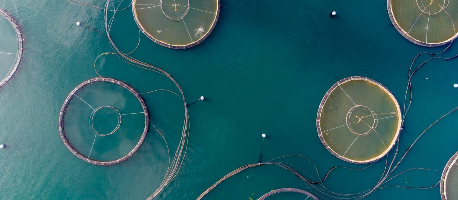 Image for Oxygenated Fish Farms Are Creating More Sustainable Food Sources