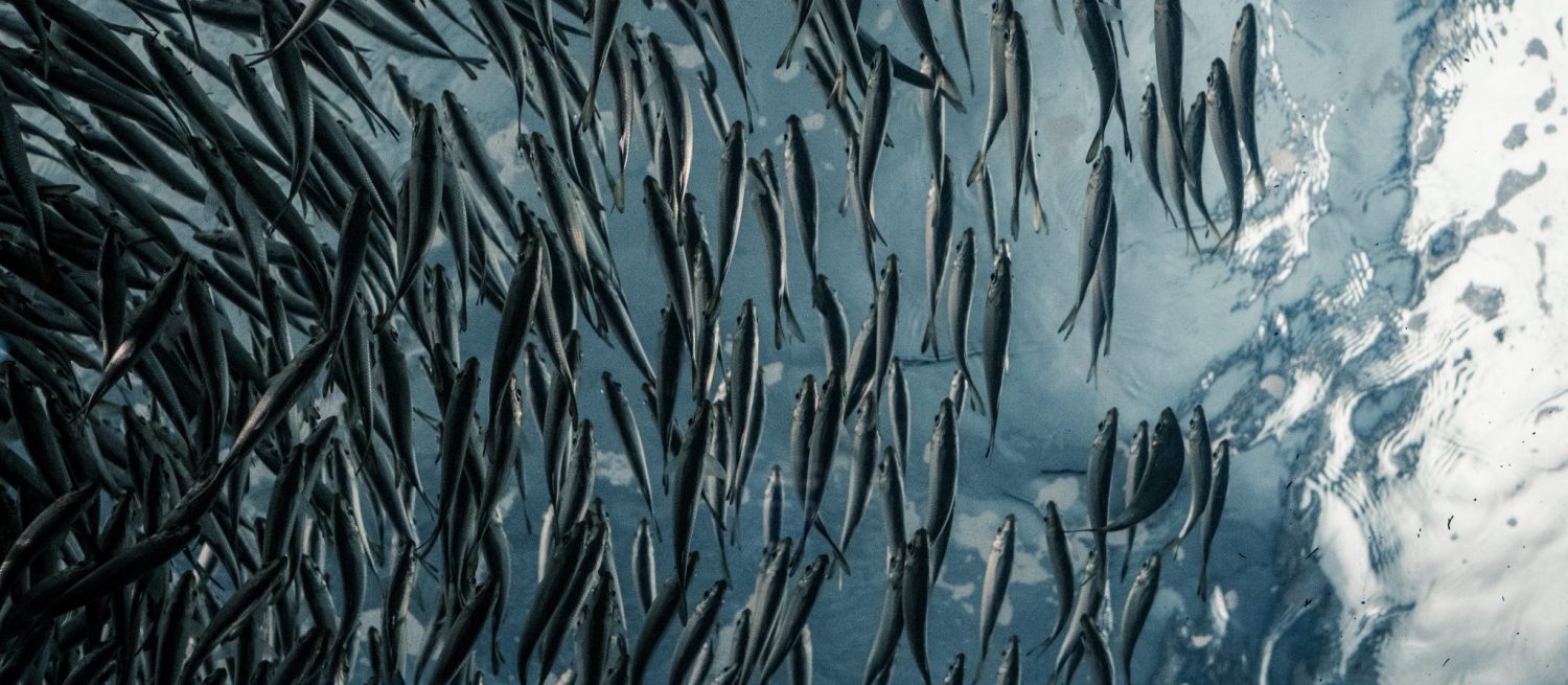 Image for Oxygenation is the Secret to a Successful Fish Hatchery